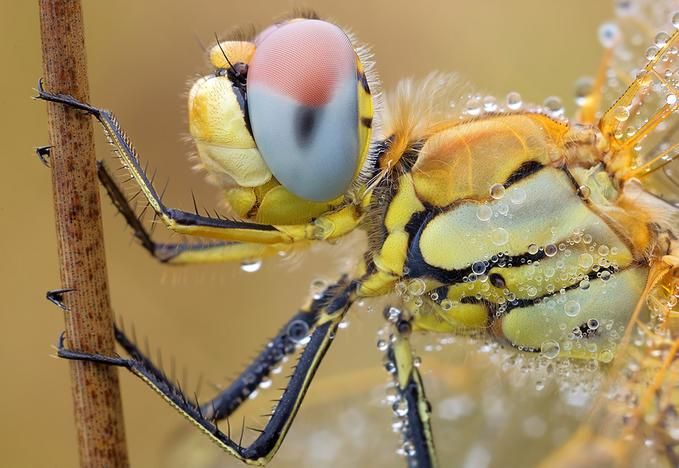 Macro animal photos