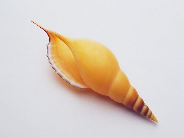  shell pictures