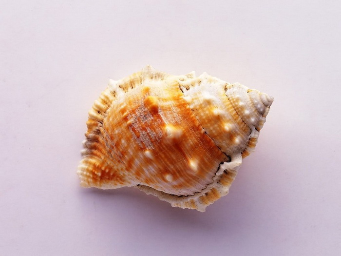  shell pictures