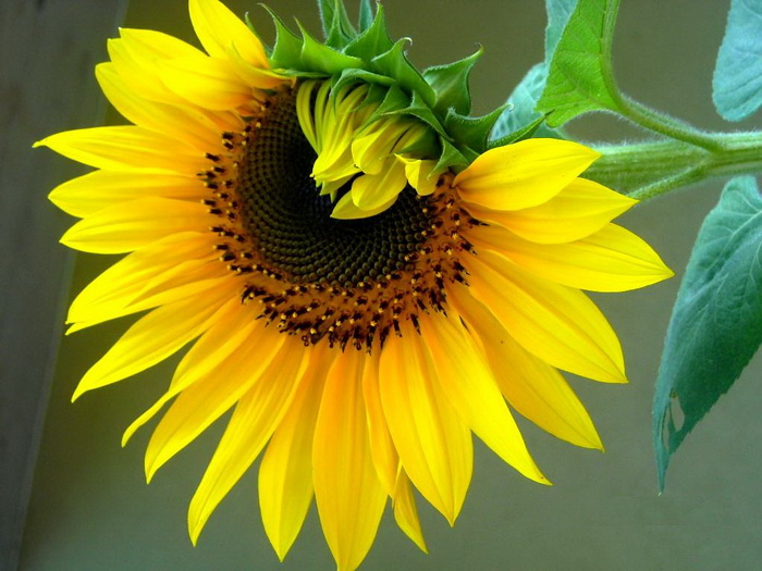 Sunflower%20photos