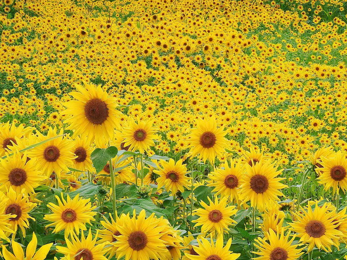 Sunflower%20photos