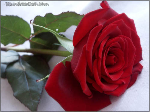 Ảnh hoa hồng - Beautiful Rose 08