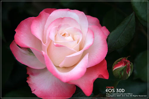 Ảnh hoa hồng - Beautiful Rose 09