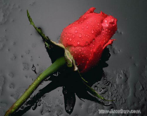 Ảnh hoa hồng - Beautiful Rose 10