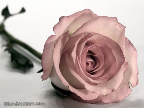 Ảnh hoa hồng - Beautiful Rose 11