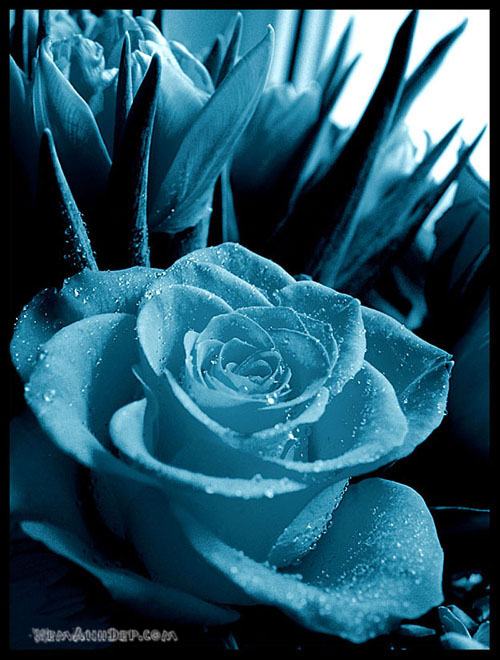 Ảnh hoa hồng - Beautiful Rose 12