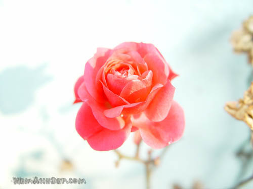 Ảnh hoa hồng - Beautiful Rose 13