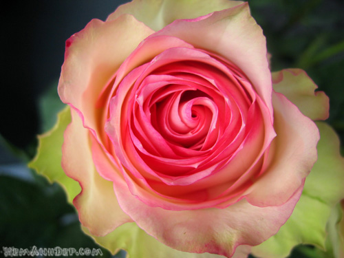 Ảnh hoa hồng - Beautiful Rose 14