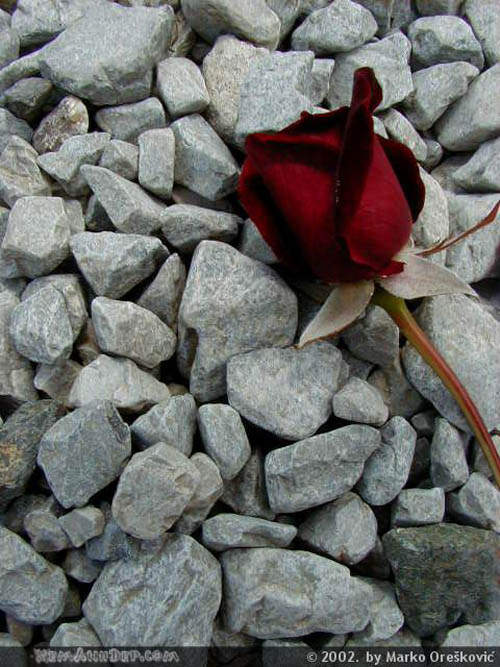 Ảnh hoa hồng - Beautiful Rose 15