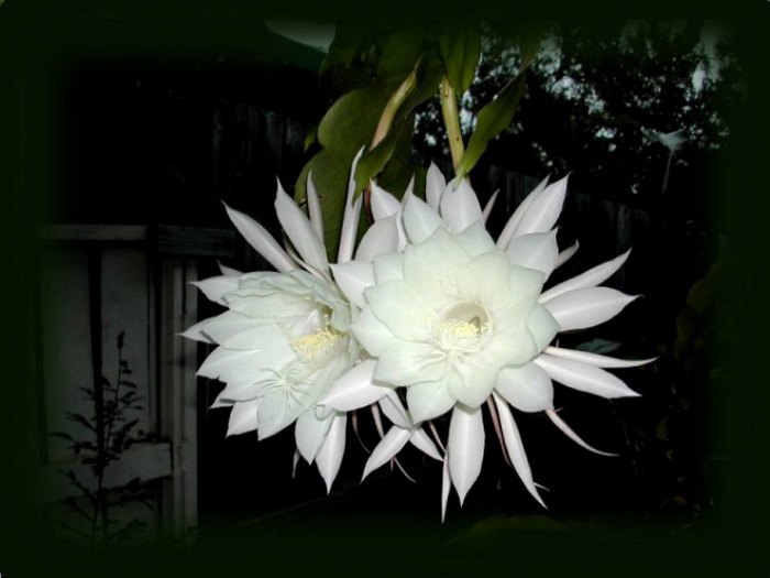 Awesome white flowers | Xemanhdep Photos-Awesome Pictures Gallery