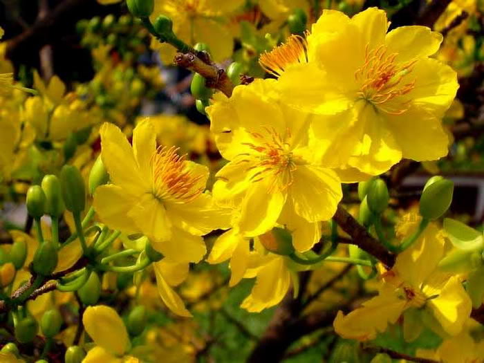 33 hình ảnh hoa đẹp sẽ truyền cảm hứng cho bạn – Hoa Decor