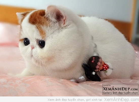 Top 101 ảnh mèo béo cute đẹp nhất