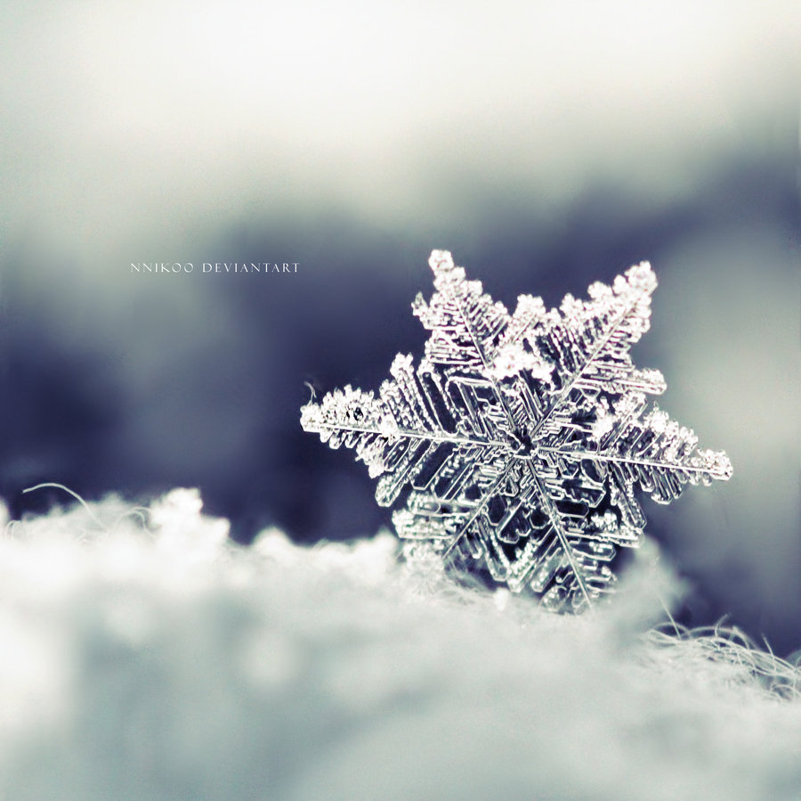 Hình ảnh đẹp bông tuyết - Hình ảnh đẹp nhất | Xem Ảnh Đẹp